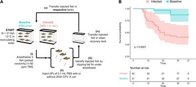 Genomic Perspectives on Aeromonas salmonicida subsp. salmonicida Strain 890054 as a Model System for Pathogenicity Studies and Mitigation of Fish Infections